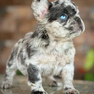 Cachorro Bulldog Francés fluffy blue merle de ojo azul intenso