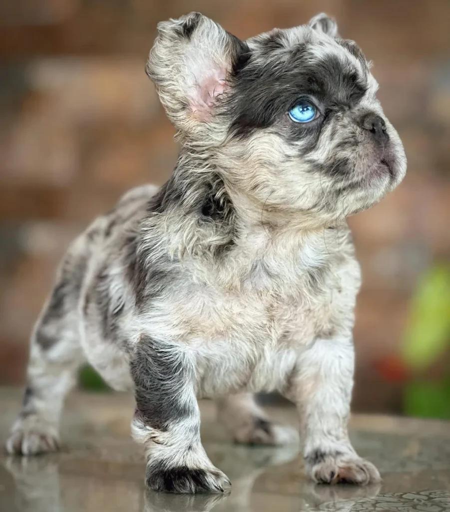 Cachorro Bulldog Francés fluffy blue merle de ojo azul intenso