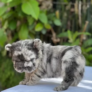 Cachorro Bulldog Francés Big Rope fluffy blue merle de pelaje largo