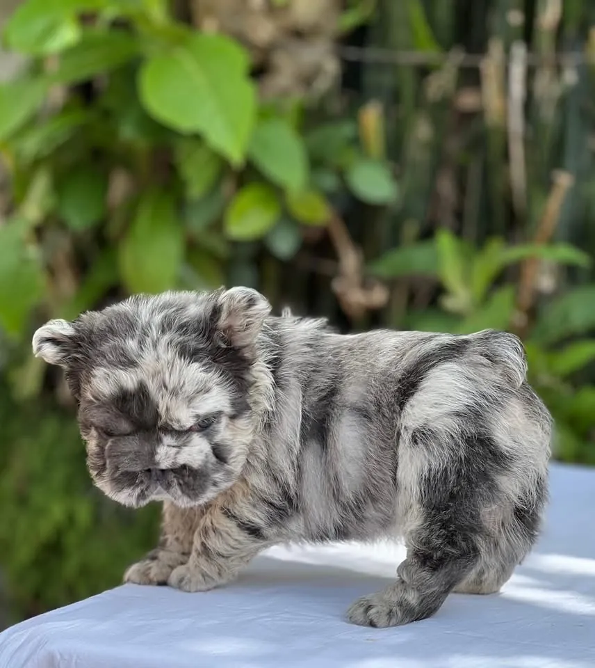 Cachorro Bulldog Francés fluffy blue merle de pelaje largo
