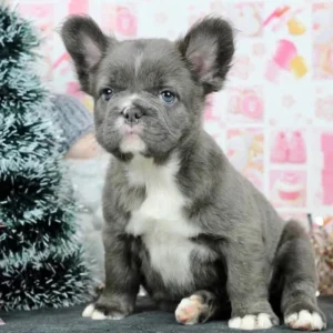 Cachorro Bulldog Francés fluffy blue con pecho blanco