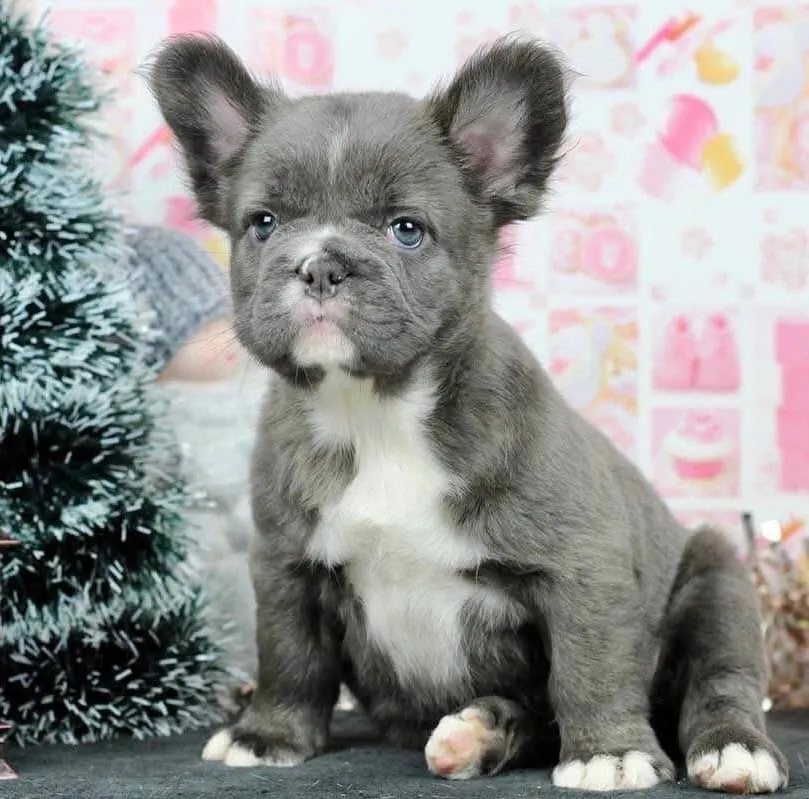Cachorro Bulldog Francés fluffy blue con pecho blanco para entrega en Cúcuta