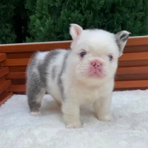 Cachorro Bulldog Francés fluffy blue pied blanco y gris