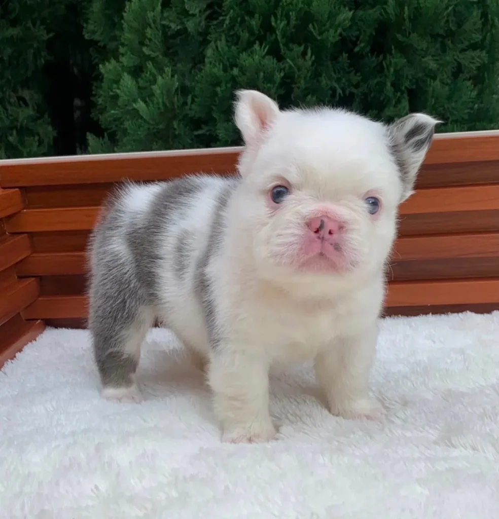 Cachorro Bulldog Francés fluffy blue pied blanco y gris