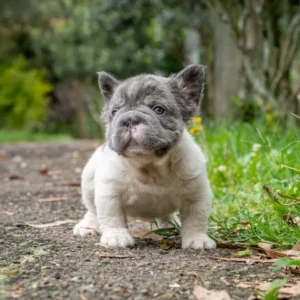 Cachorro Bulldog Francés Big Rope fluffy blue pied caminando al aire libre
