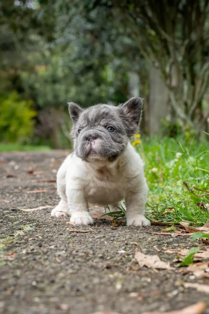 Cachorro Bulldog Francés fluffy blue pied caminando al aire libre