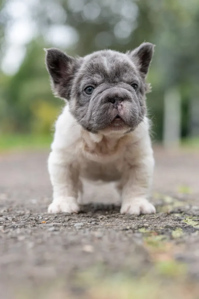Cachorro Bulldog Francés fluffy blue pied de frente