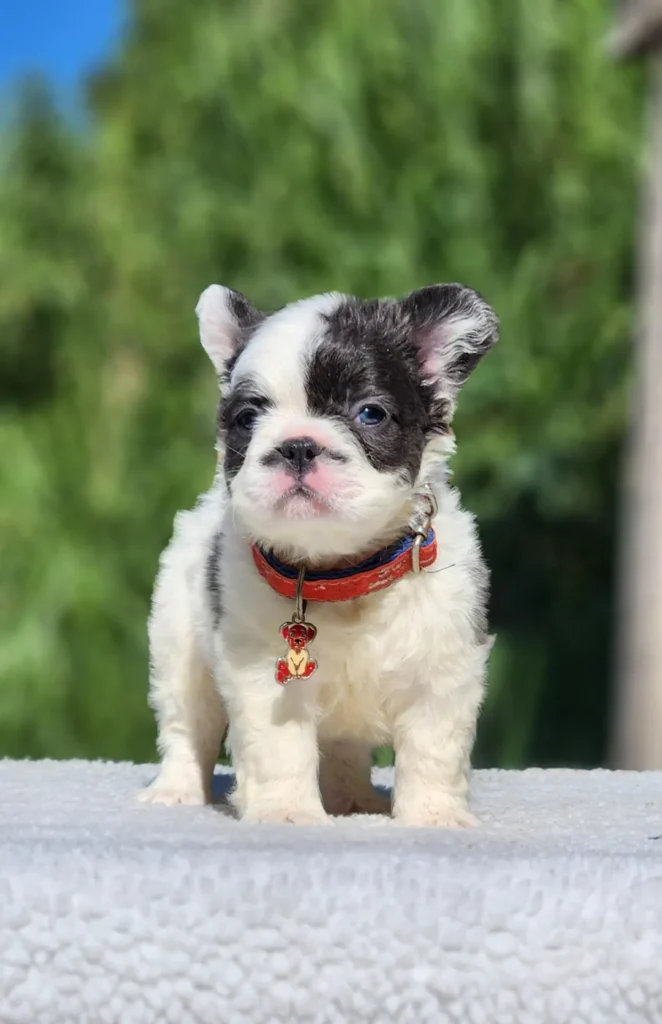 Cachorro Bulldog Francés fluffy blue pied con collar para entrega en Cartagena