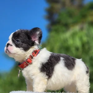 Cachorro Bulldog Francés fluffy blue pied de perfil