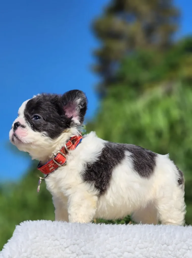 Cachorro Bulldog Francés fluffy blue pied de perfil