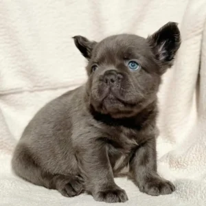 Cachorro Bulldog Francés fluffy blue sólido de ojos azules
