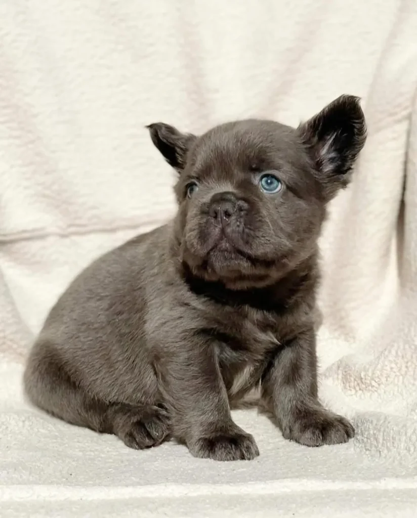 Cachorro Bulldog Francés fluffy blue sólido de ojos azules