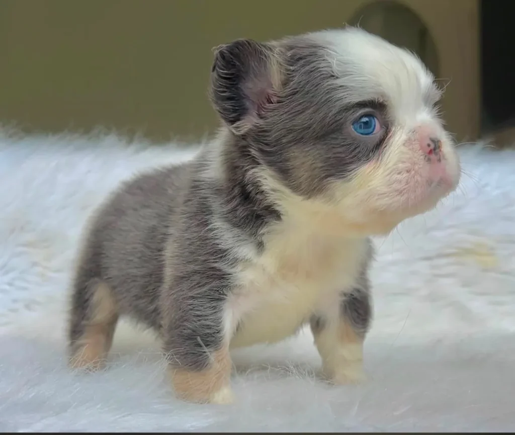 Cachorro Bulldog Francés fluffy blue and tan pied de ojos azules