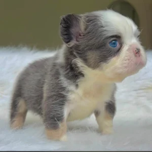 Cachorro Bulldog Francés fluffy blue and tan pied de ojos azules