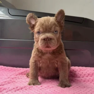 Cachorro Bulldog Francés fluffy chocolate