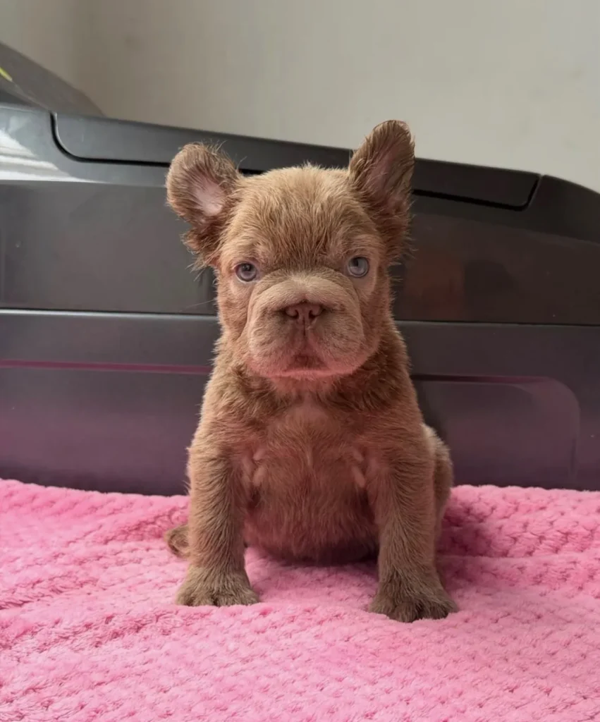 Cachorro Bulldog Francés fluffy chocolate