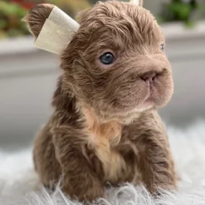 Cachorro Bulldog Francés fluffy chocolate and tan