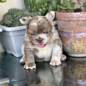 Cachorro Bulldog Francés fluffy chocolate merle