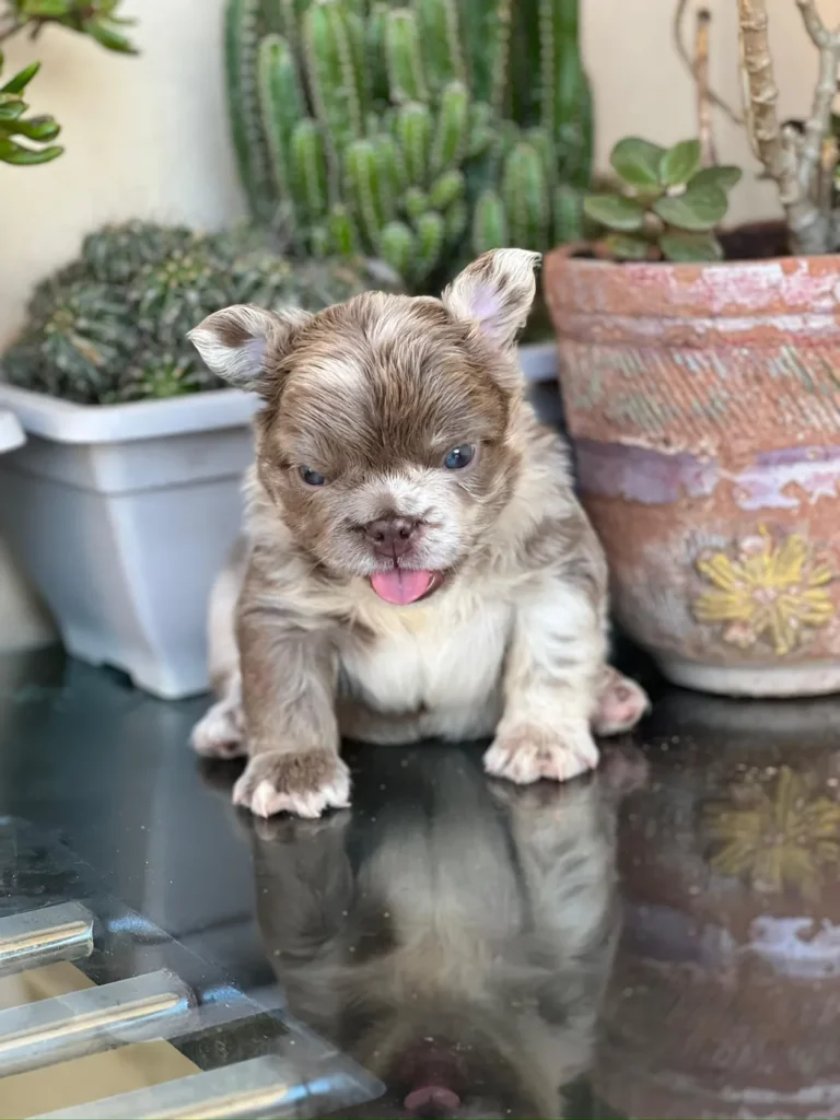Cachorro Bulldog Francés fluffy chocolate merle