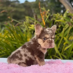 Cachorro Bulldog Francés fluffy chocolate merle and tan