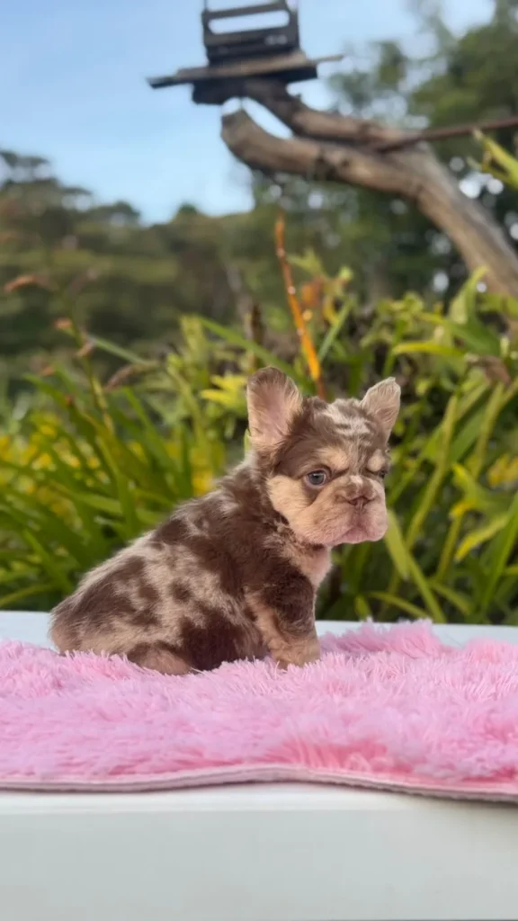 Cachorro Bulldog Francés fluffy chocolate merle and tan