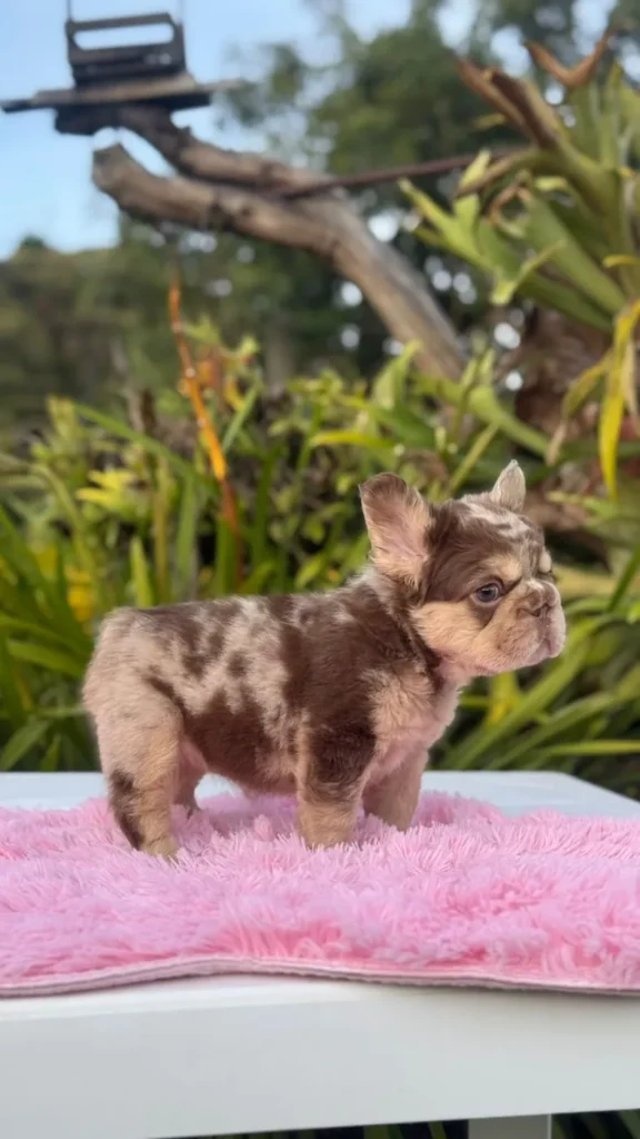 Cachorro Bulldog Francés fluffy chocolate merle and tan de perfil para entrega en Boyacá