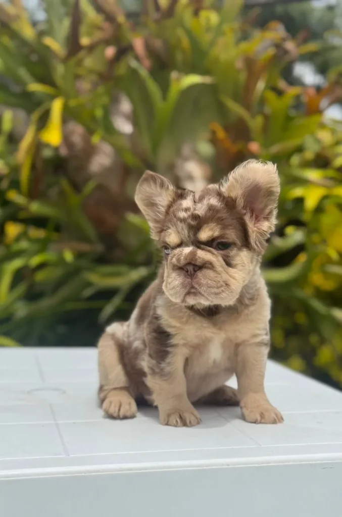 Cachorro Bulldog Francés fluffy chocolate merle and tan sentado para entrega en Montería