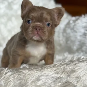 Cachorro Bulldog Francés fluffy chocolate con pecho blanco y ojos azules