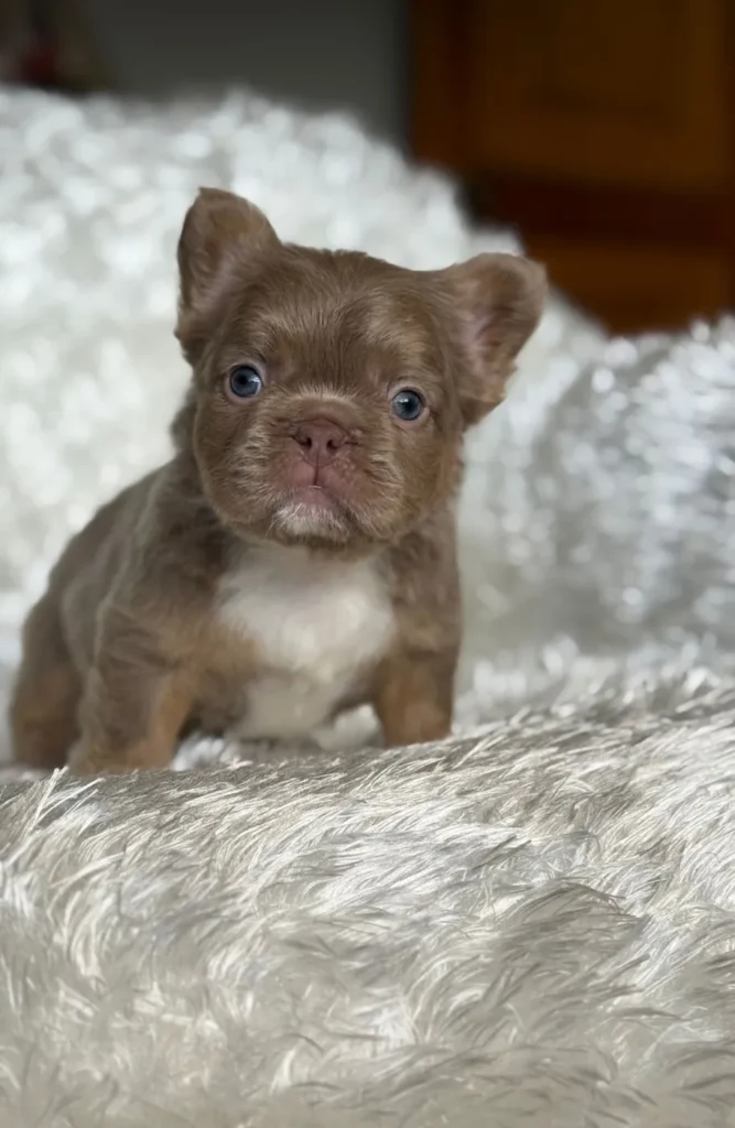 Cachorro Bulldog Francés fluffy chocolate con pecho blanco y ojos azules