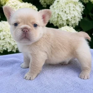 Cachorro Bulldog Francés fluffy crema