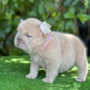 Cachorro Bulldog Francés fluffy crema con collar rosado