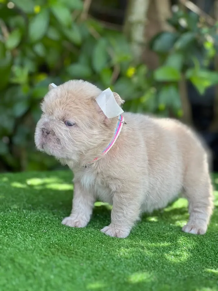 Cachorro Bulldog Francés fluffy crema con collar rosado para entrega en Tunja