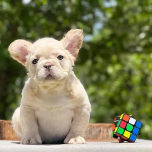Cachorro Bulldog Francés fluffy crema sentado en el jardín