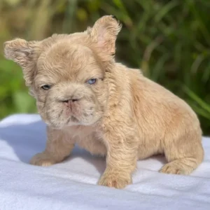 Cachorro Bulldog Francés fluffy fawn dorado de ojos azules