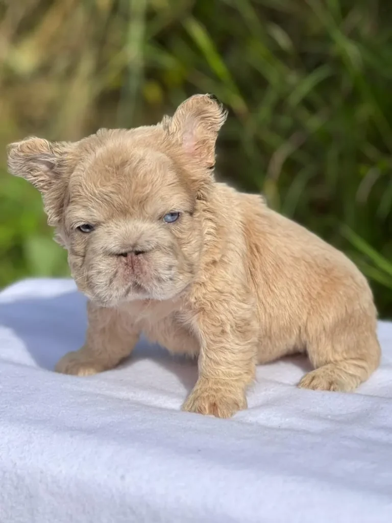Cachorro Bulldog Francés fluffy fawn dorado de ojos azules