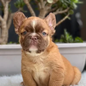 Cachorro Bulldog Francés fluffy fawn con máscara chocolate