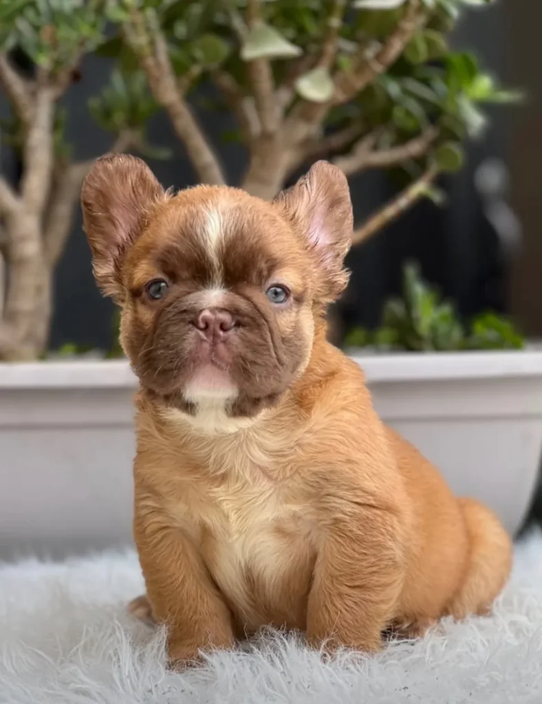 Cachorro Bulldog Francés fluffy fawn con máscara chocolate