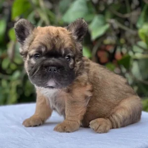 Cachorro Bulldog Francés Big Rope fluffy fawn con máscara negra