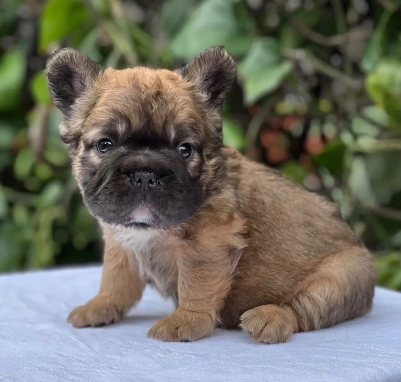 Cachorro Bulldog Francés fluffy fawn con máscara negra
