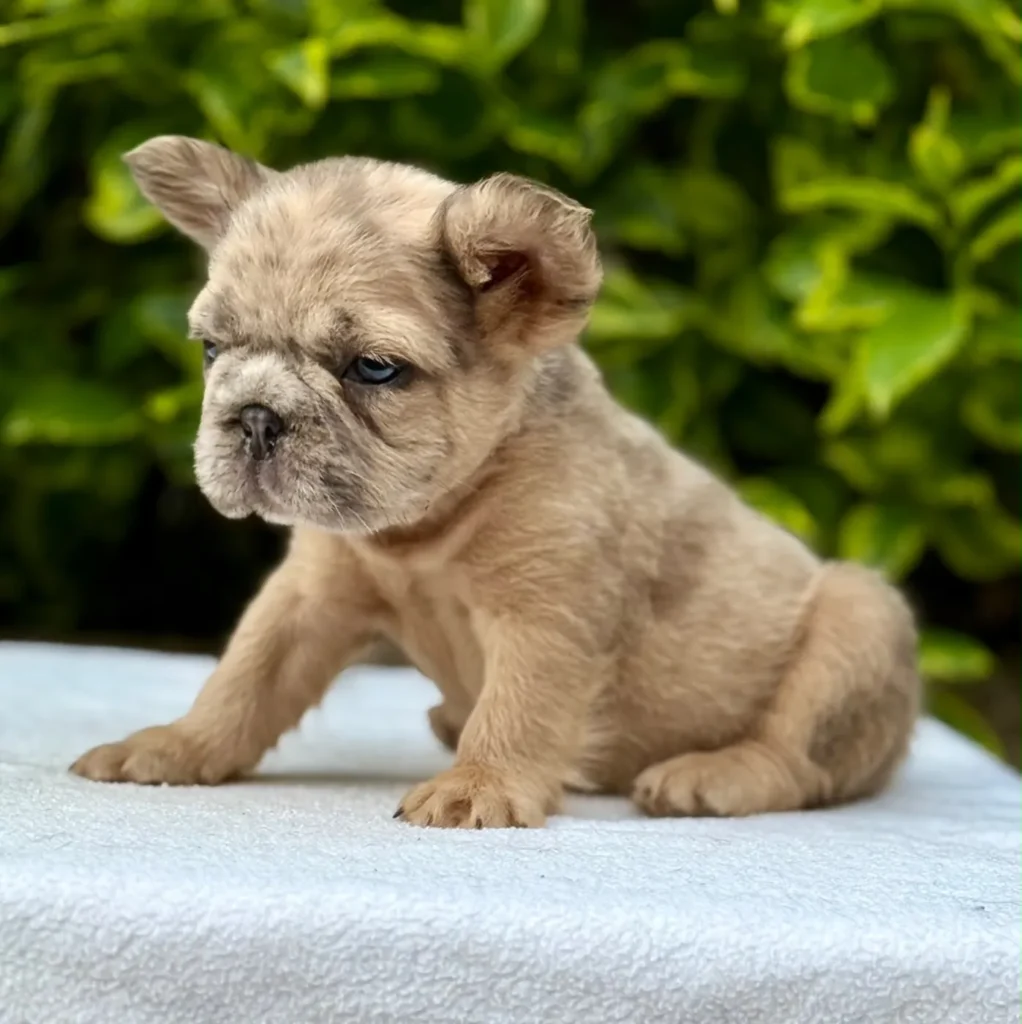 Cachorro Bulldog Francés Big Rope fluffy fawn merle de ojos azules