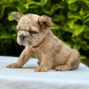 Cachorro Bulldog Francés fluffy fawn merle de ojos azules
