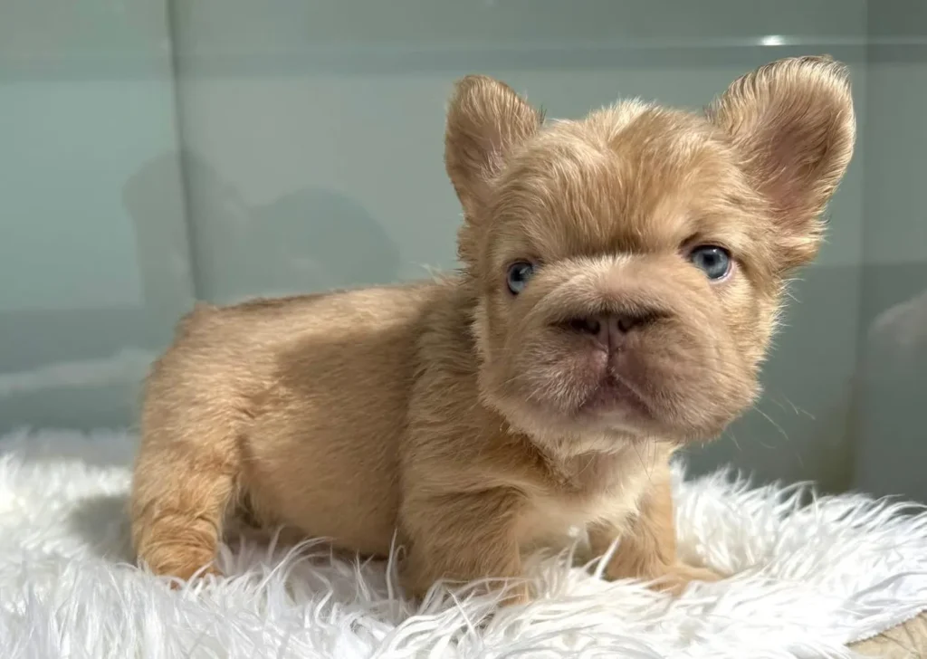 Cachorro Bulldog Francés fluffy fawn de ojos azules para entrega en Sincelejo