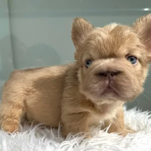 Cachorro Bulldog Francés fluffy fawn de ojos azules