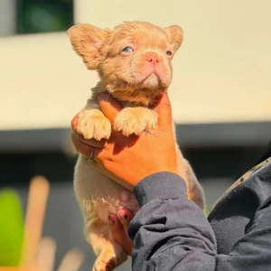 Cachorro Bulldog Francés fluffy isabella fawn en brazos