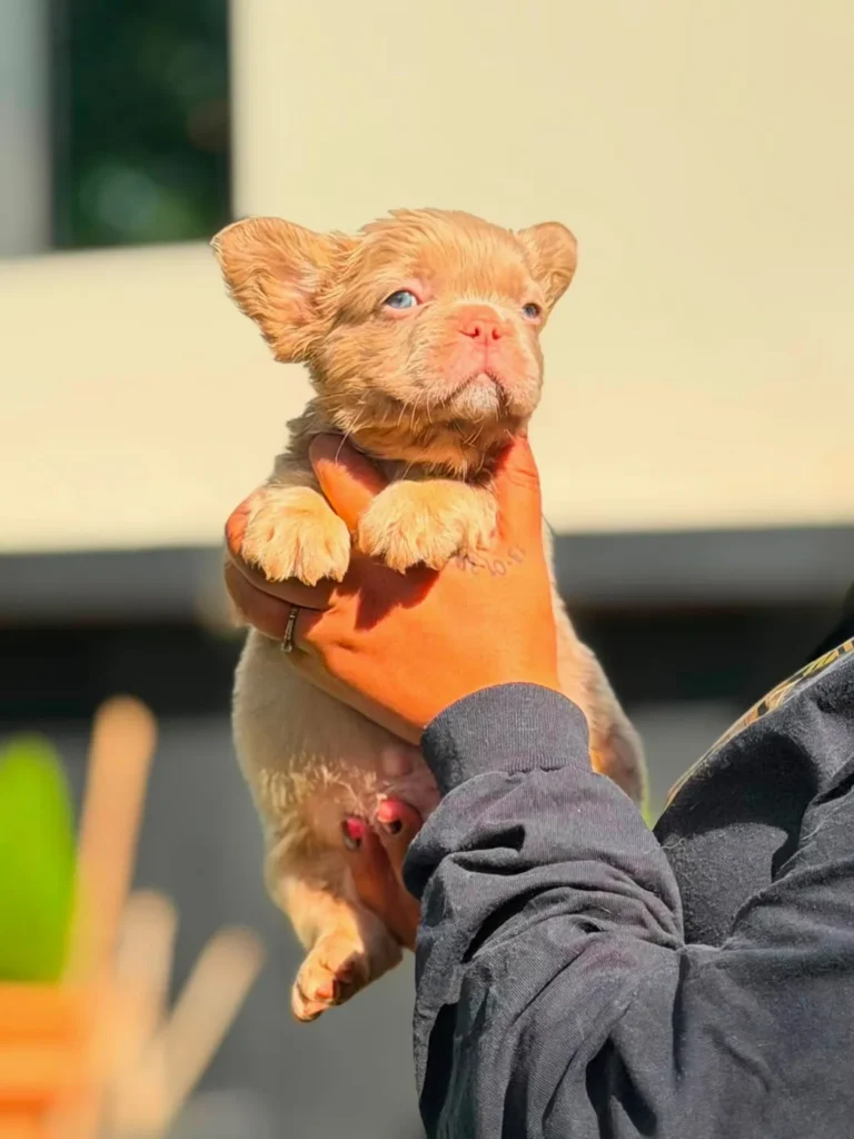 Cachorro Bulldog Francés fluffy isabella fawn en brazos
