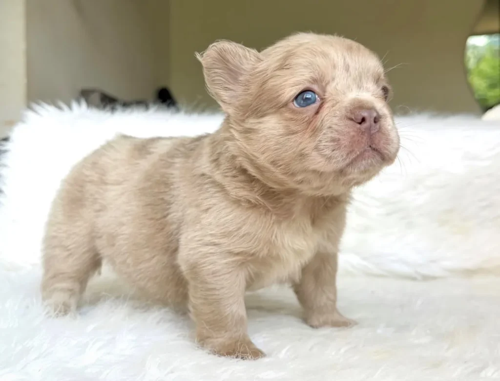 Cachorro Bulldog Francés fluffy isabella fawn claro para entrega en Popayán