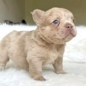 Cachorro Bulldog Francés fluffy isabella fawn claro