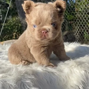 Cachorro Bulldog Francés fluffy isabella de ojos azules al sol