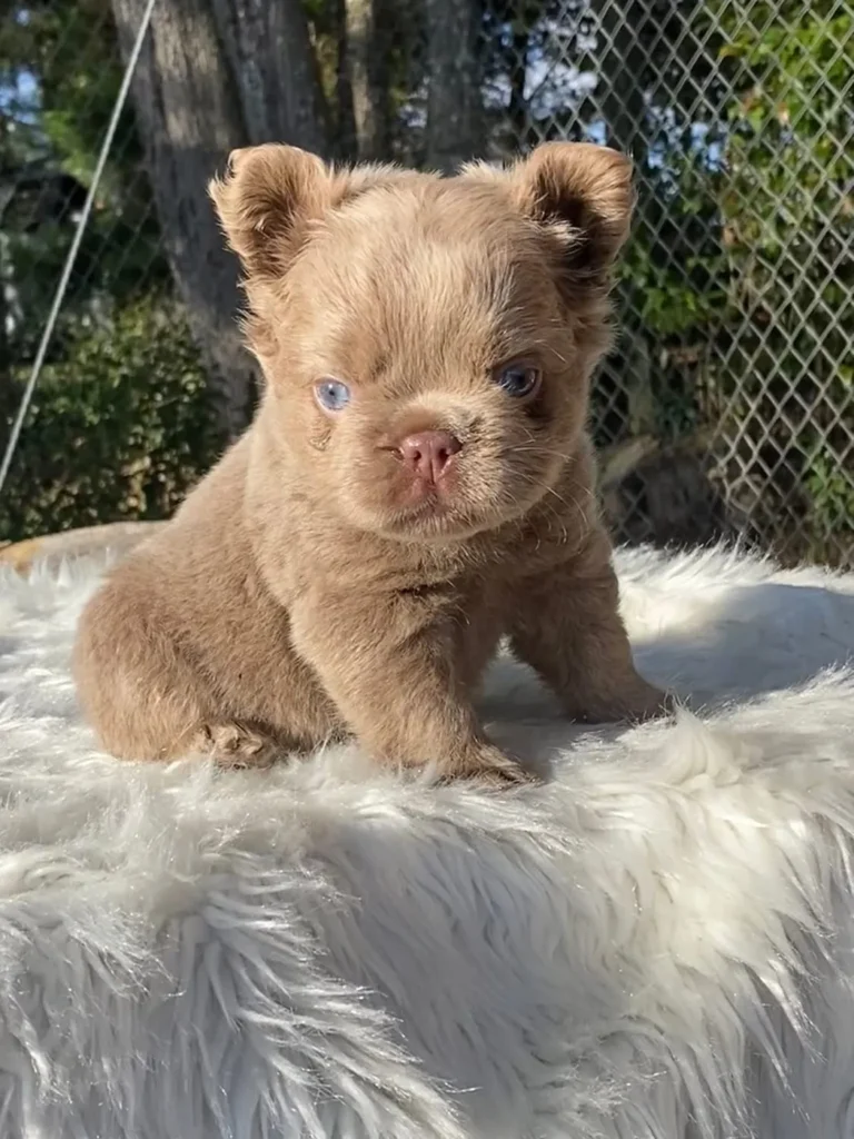Cachorro Bulldog Francés fluffy isabella de ojos azules al sol