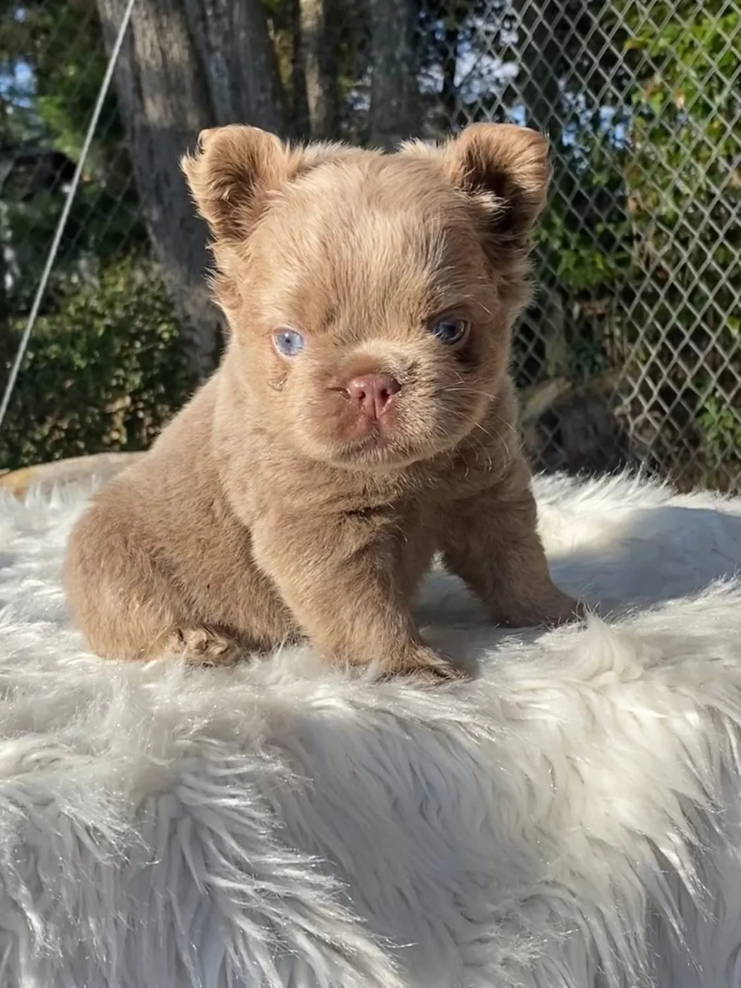 Cachorro Bulldog Francés fluffy isabella de ojos azules al sol